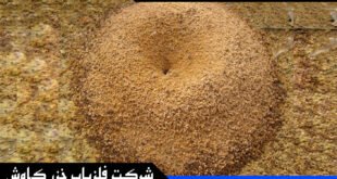 نقش مورچه در گنج و دفینه